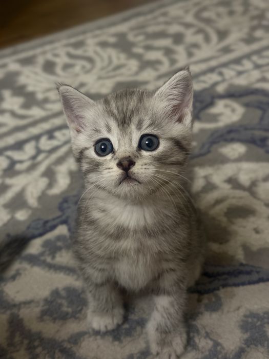 Продаются Котята Шиншилла