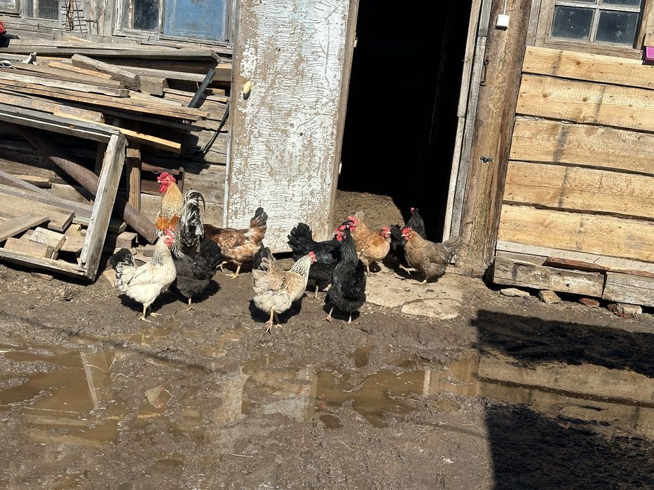 Куры домашние молодые