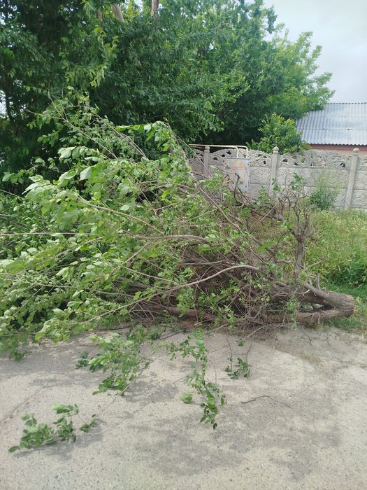 Даром дрова заберите