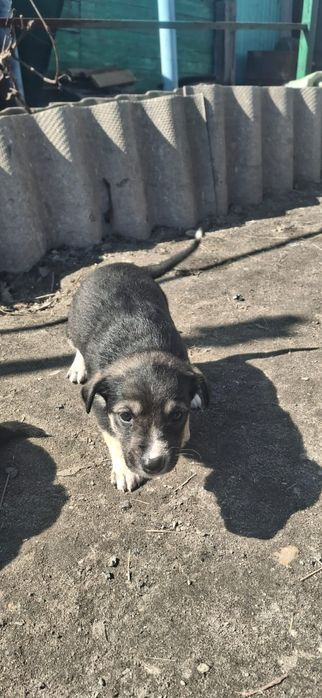 Щенки ищут дом, домашнии