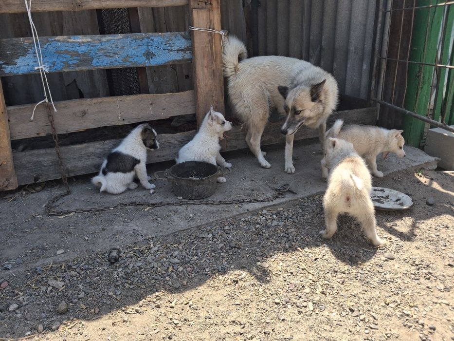 Продам Щенки лайки