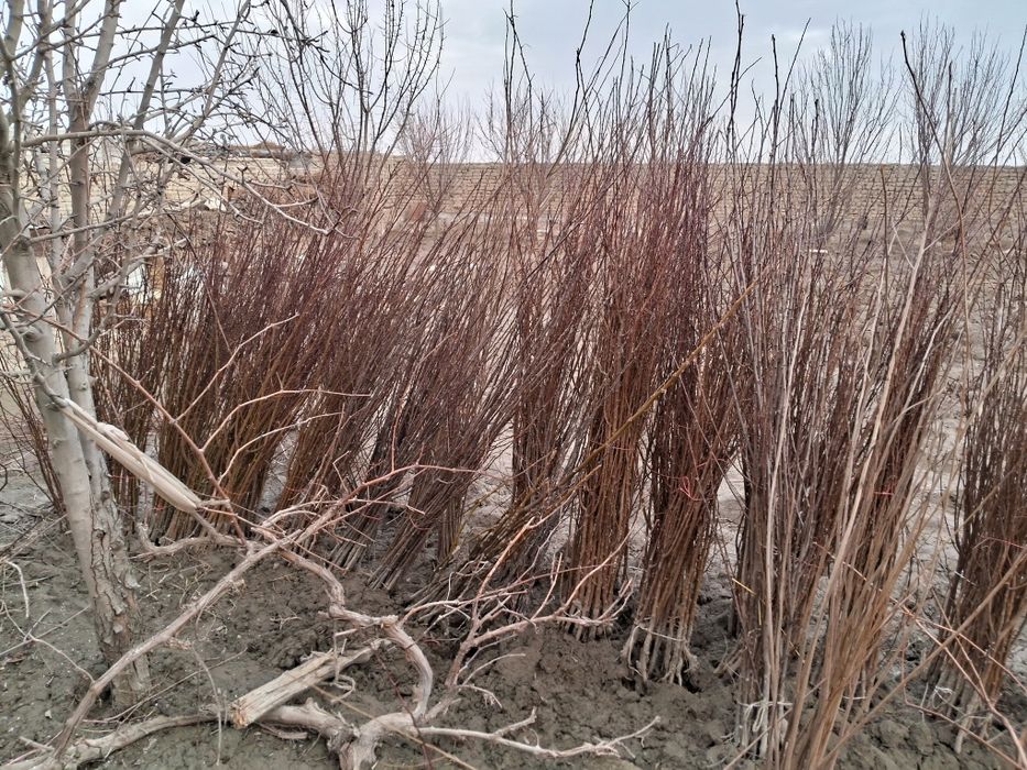 Barcha turdagi ko‘chatlar sotiladi 5000 dan 25000gacha