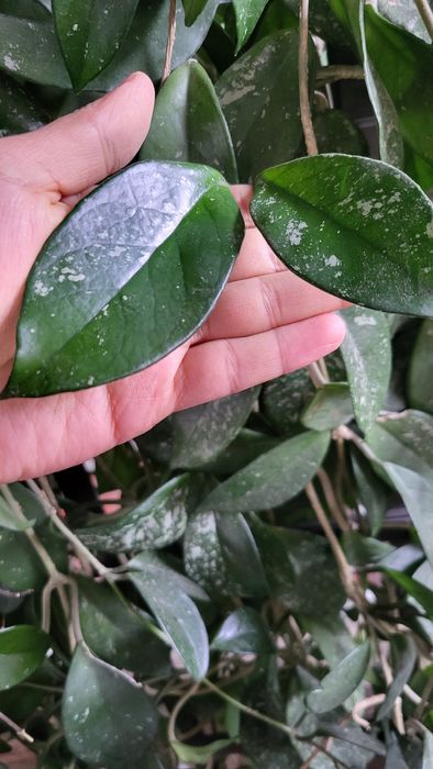 Цветы  Хоя большая