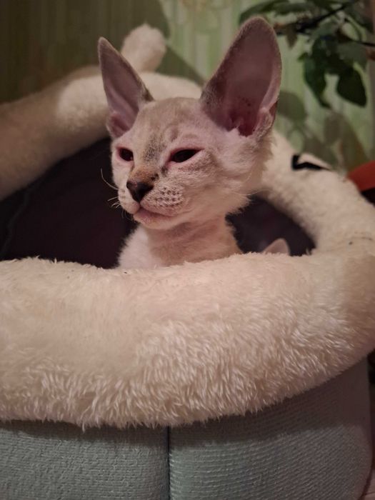 Продам кошечку Сфинкс