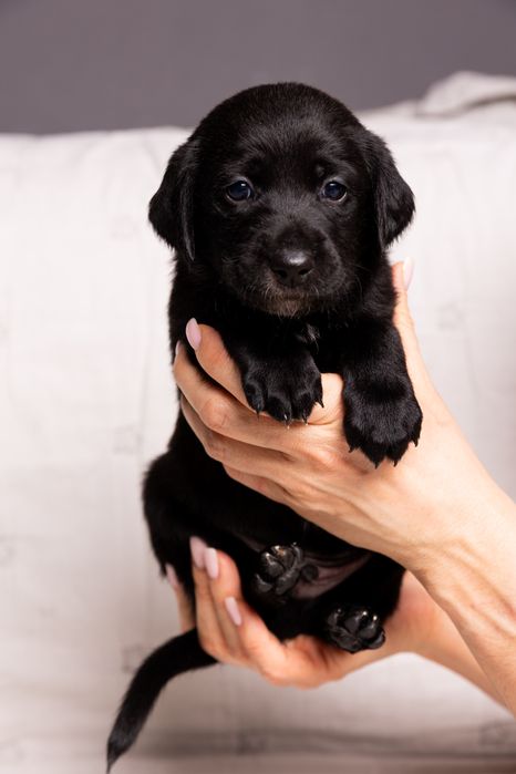 Отдадим щенков в добрые и любящие руки!