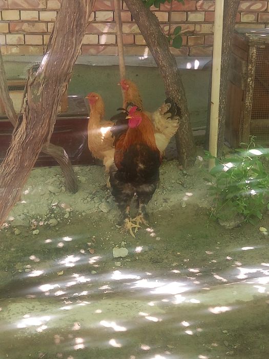 Brama tovuqlar sotiladi