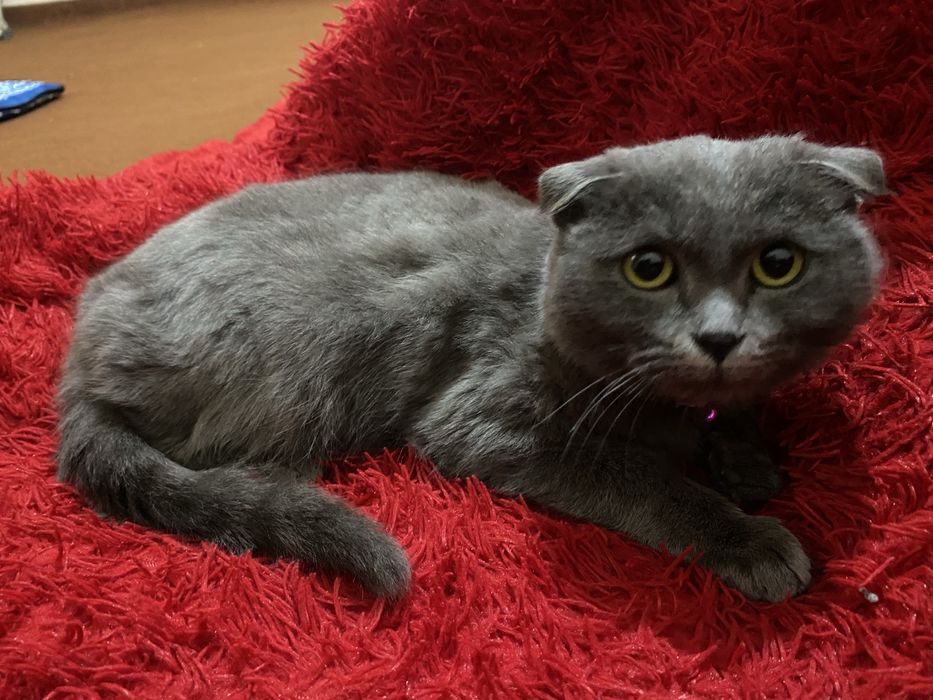 Britanskiy mushuk erkak