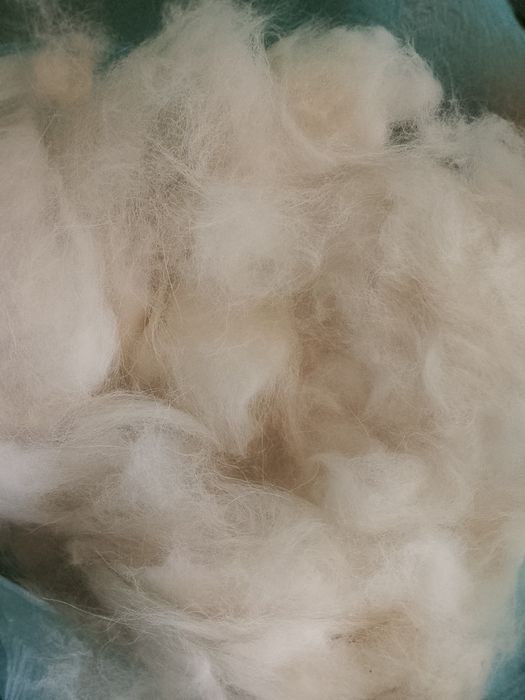 Собачья шерсть Самоеда