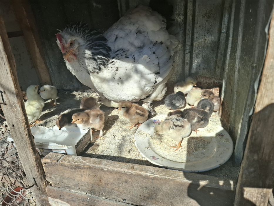 Vând cloșcă cu 17 pui
