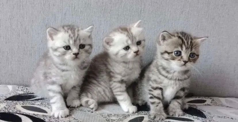 В Продаже Котята