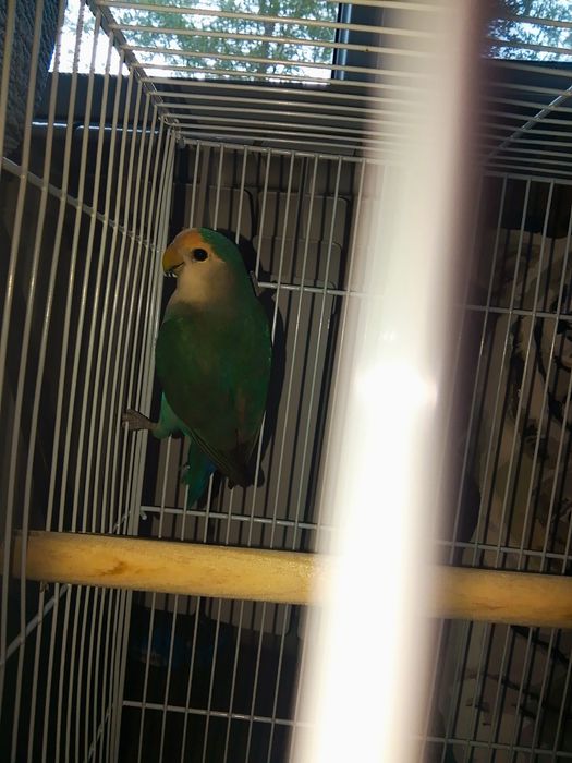 Неразлучни попугайлар сатылады.