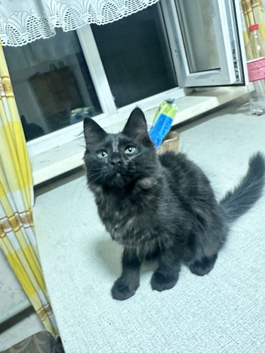 Отдадим котят в хорошие руки