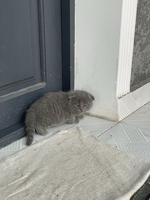 Fold mushukcha sotiladi