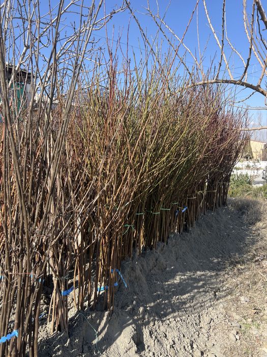 Ishonchli mevali kuchatlar