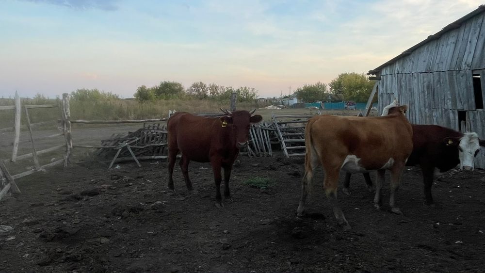 Продам. 2 первотелки 3 прошлогодних телят
