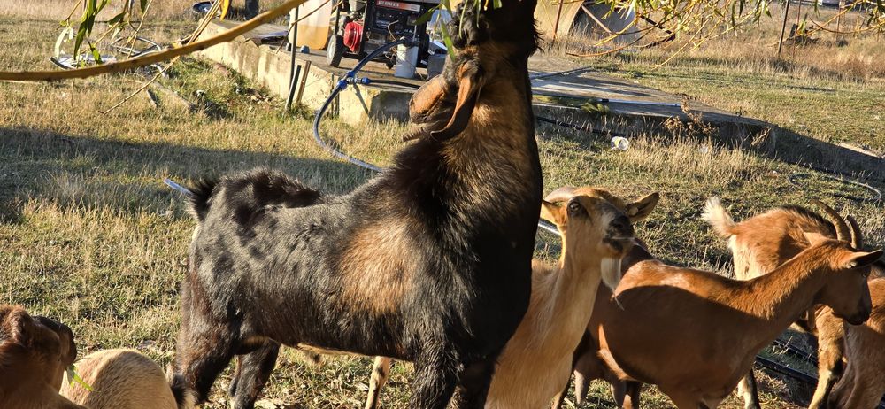 Vând țap Anglo-nubian