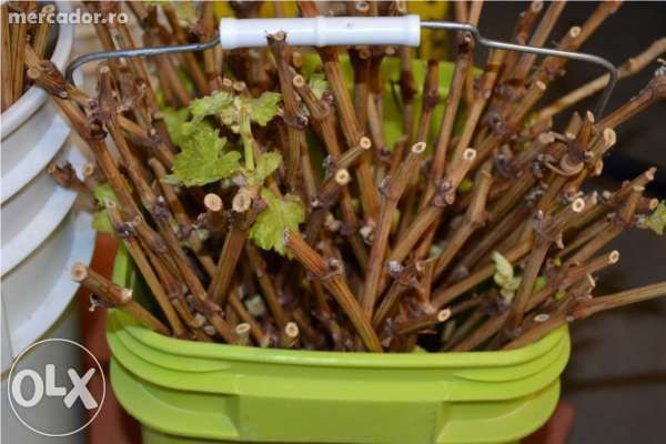 PRODUCATOR Butasi si fructe Mure pe rod,mur, Arbusti buxus, Gard viu