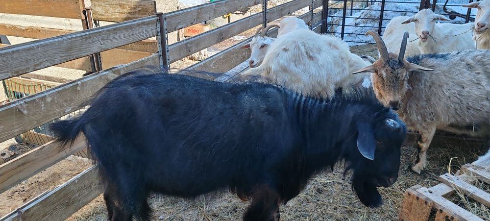 Продам козла производителя