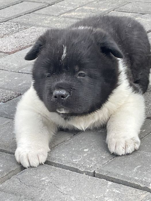 Щенки американской акиты