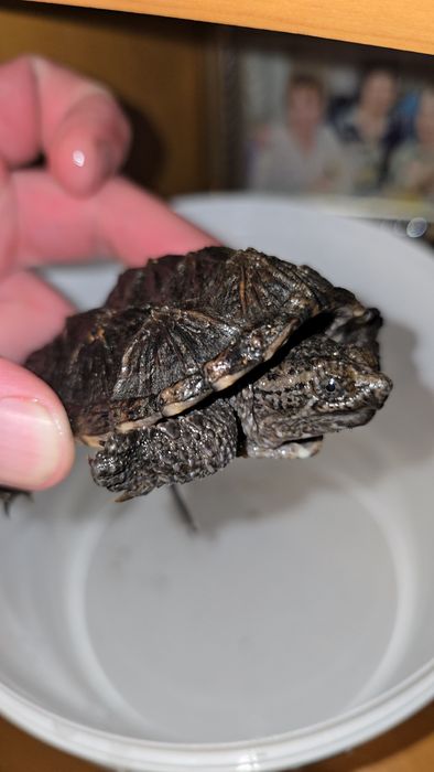 Каймановая черепаха