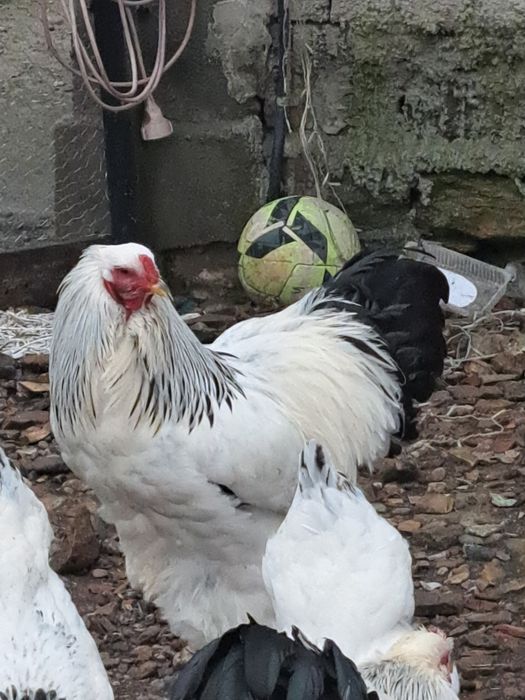 Vand oua incubat brahma hd