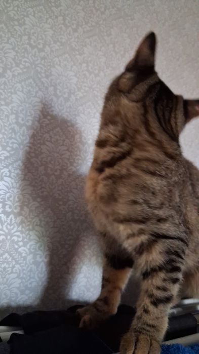 Кошка домашняя обычная