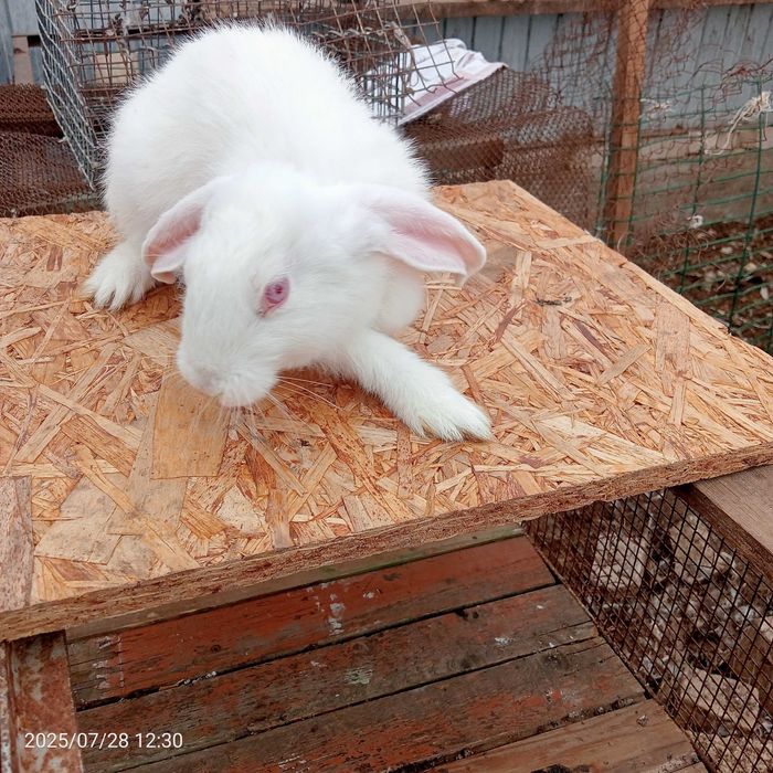 Продам кроликов Белый Великан