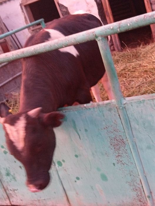 Продам быка производителя