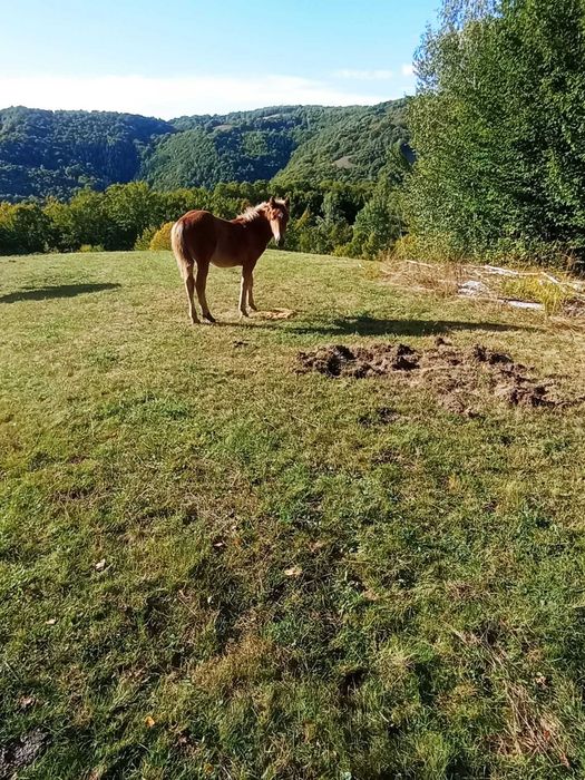 Cai rasa semigreu