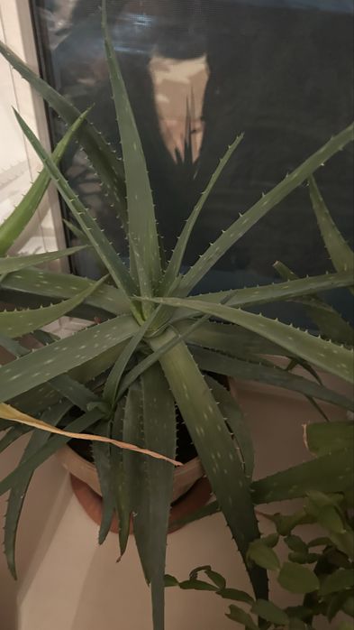 Продам алое цветы