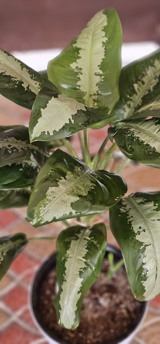 Домашние цветы красивые