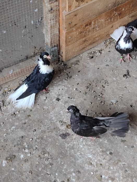 Продавам шуменски гълъби.