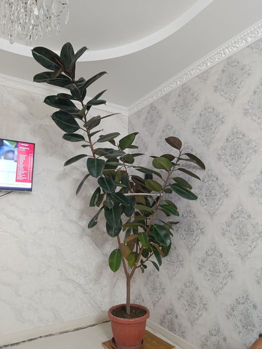 Damashniy gula srochniy sotiladi koʻp yili gular sotiladi srochniy