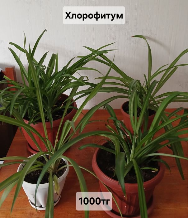 Комнатные растения