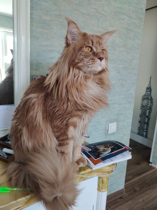 Мейн Кун, кошки, вязка,