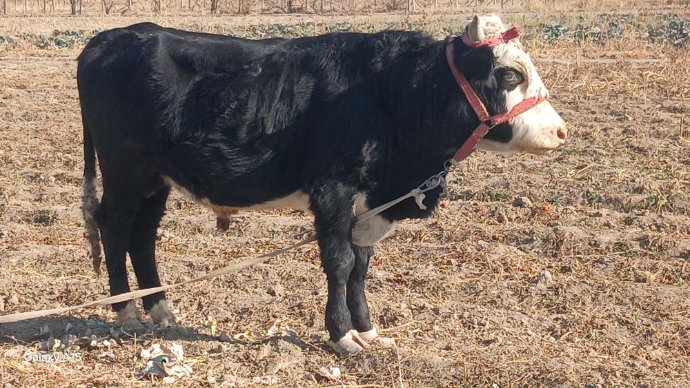 Новослар сотилади месни