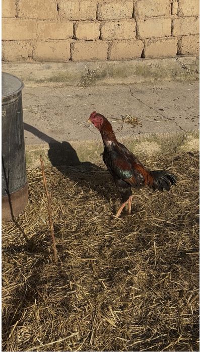 Дакан шамо карейц