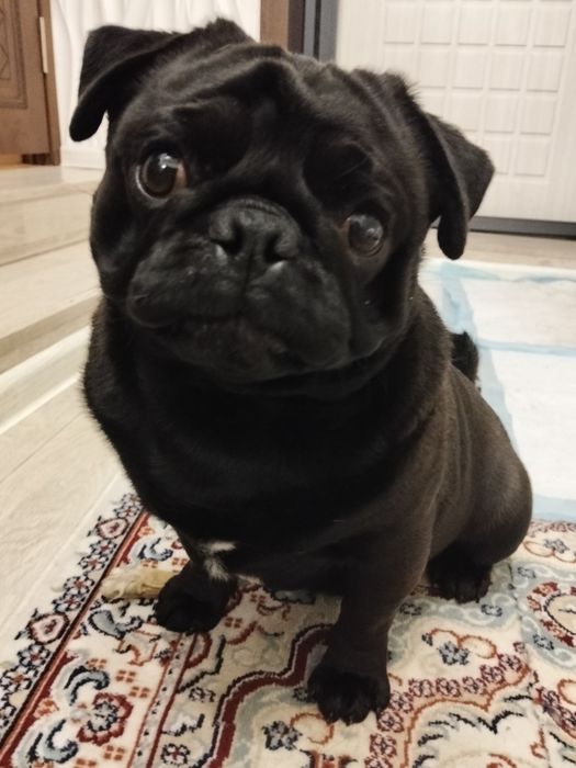 Вязка Мопс по кличке Чудо. 50000