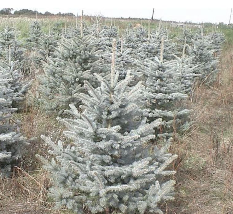 Голубые ели Блю даймонд