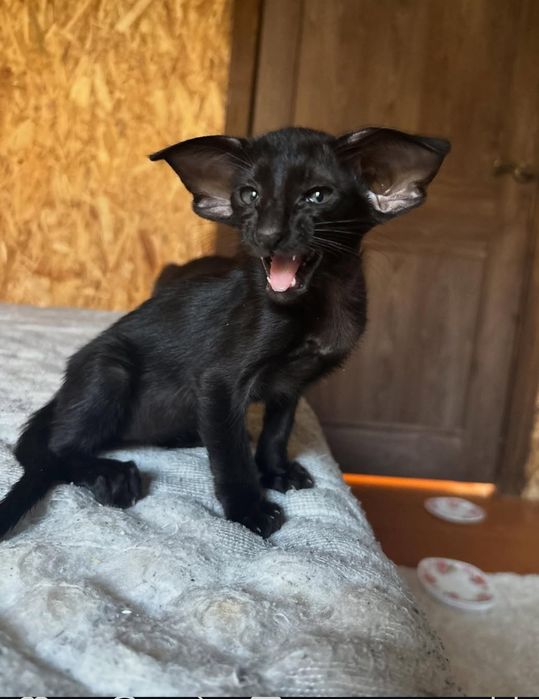 Ориентальные котята. Ориентал