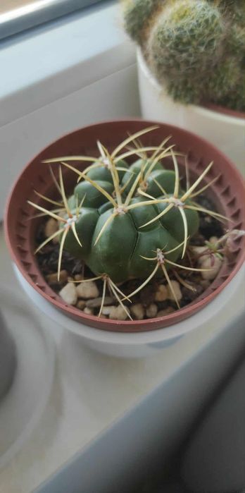 Стайни цветя различни видове