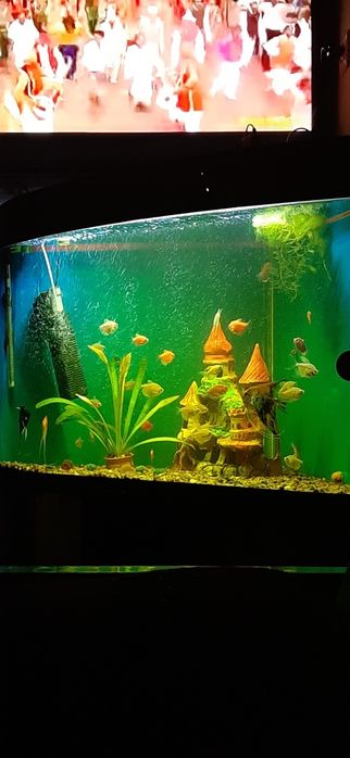 Akvarium sotiladi. Ichidigi baliqlari bilan birga.