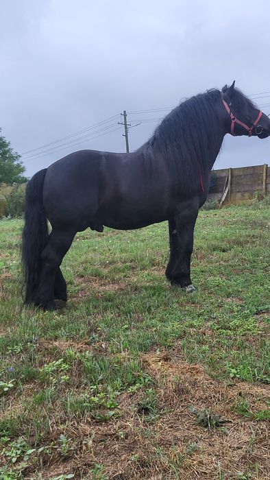 Armăsar Polonez 6 ani