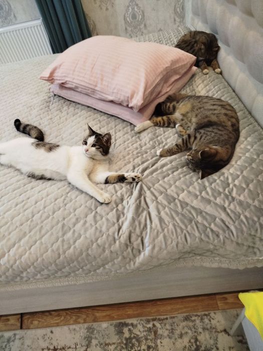 Кошки домашние. Отдам.