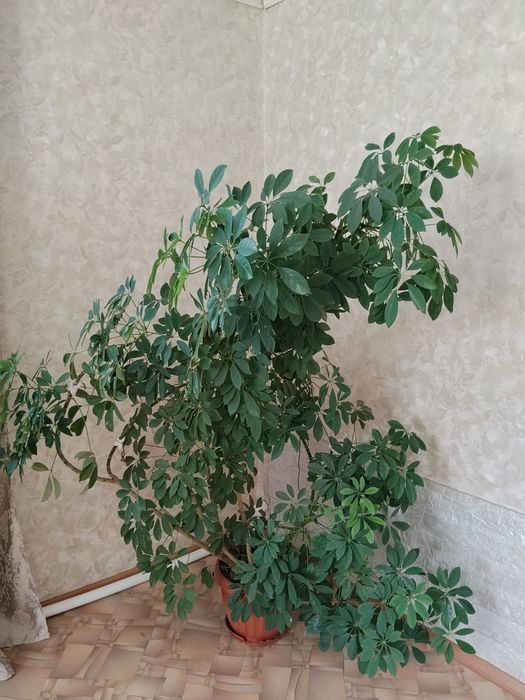 Продам комнатные цветы.можно в офис.
