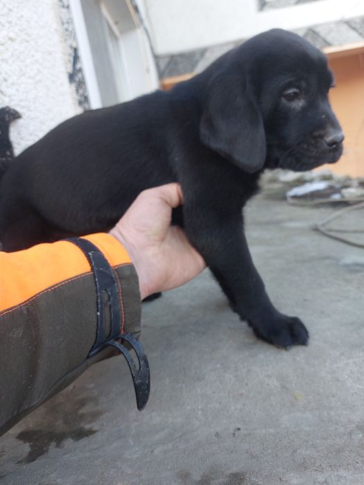 Лабрадор ретривър ТОП бебета