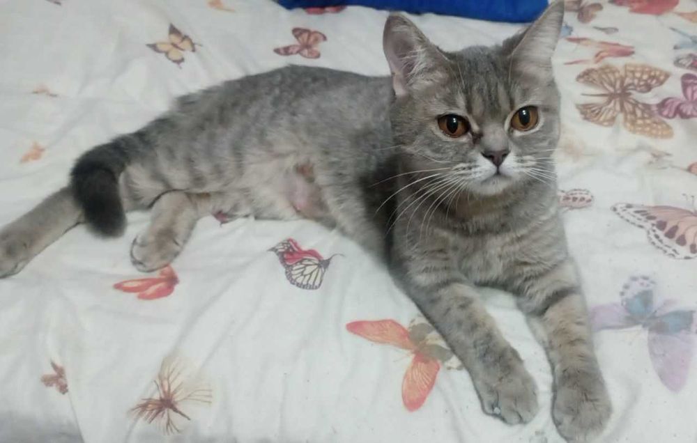 Продаются котята скоттиш фолд веслоухие(загнутые ушки)