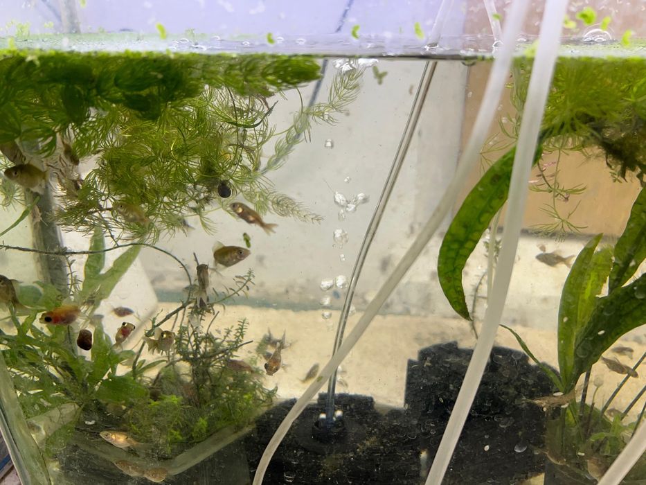 Балыктар сатылады