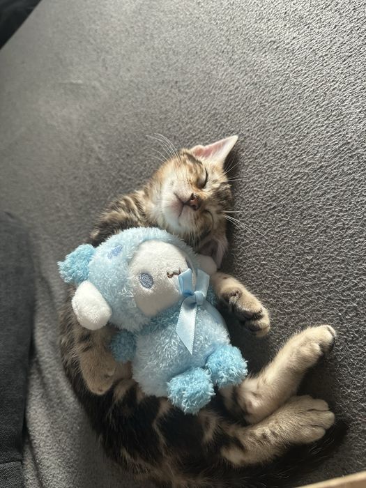 Бенгалско коте на 3 месеца заедно с неговите пренадлежности