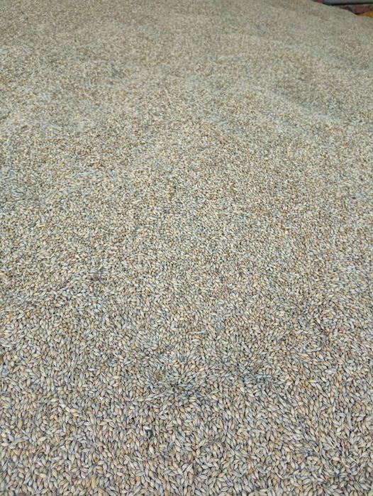 Orzoaică de toamnă de vânzare